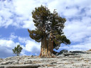 Сосна Мафусаил - самый старый живой организм на планете. Сосне 4843 года. Мафусаил расположен на склоне горы White Mountain в Калифорнии. 